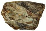 Fossil Dinosaur (Triceratops) Shed Tooth - Wyoming #323968-1